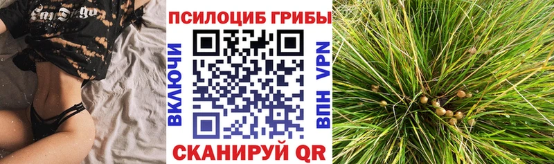 MEGA как войти  цены   Михайловск  Псилоцибиновые грибы MAGIC MUSHROOMS 